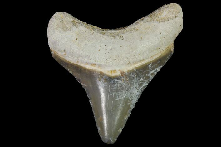 Serrated, Fossil Megalodon Tooth - Bone Valley, Florida #114140